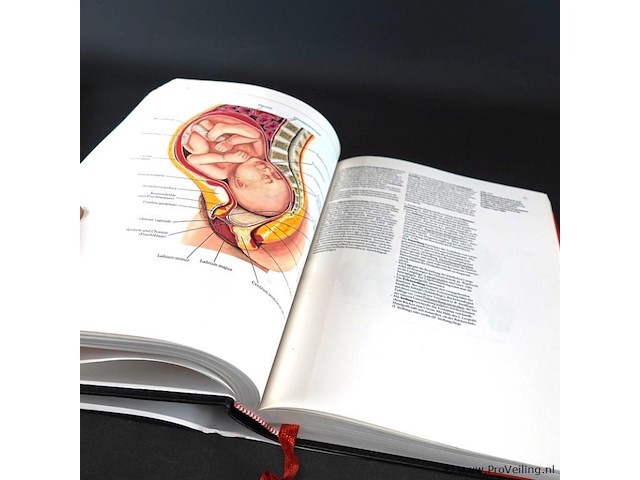 Klinische anatomie - afbeelding 5 van  5