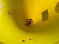 Knegt ms300 kunstmeststrooier / zoutstrooier - afbeelding 5 van  5