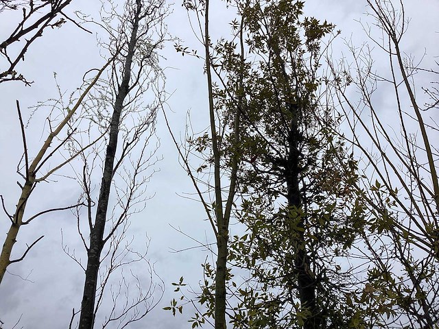 Knot wilg - vormboom - afbeelding 1 van  2