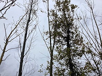 Knot wilg - vormboom - afbeelding 1 van  2