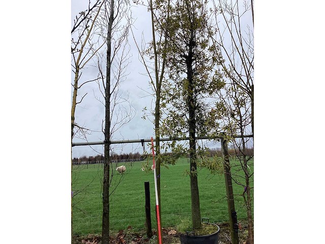 Knot wilg - vormboom - afbeelding 2 van  2