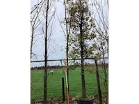 Knot wilg - vormboom - afbeelding 2 van  2