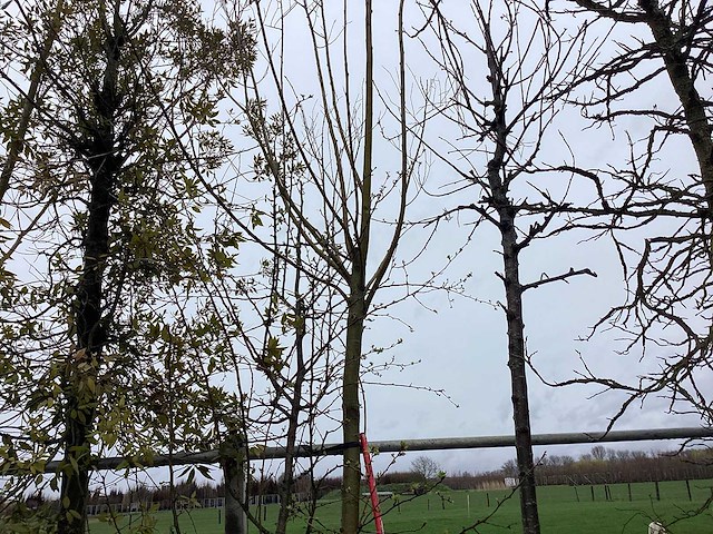 Knot wilg - vormboom - afbeelding 1 van  2