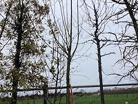 Knot wilg - vormboom - afbeelding 1 van  2