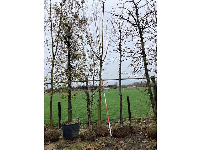 Knot wilg - vormboom - afbeelding 2 van  2