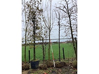 Knot wilg - vormboom - afbeelding 2 van  2