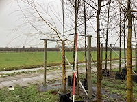 Knotwilg - bolboom (2x) - afbeelding 1 van  3