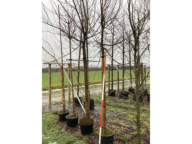 Knotwilg - bolboom (2x) - afbeelding 2 van  3