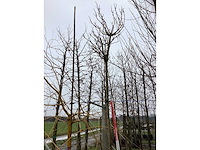 Knotwilg - bolboom (2x) - afbeelding 3 van  3