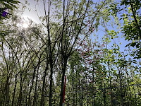 Knotwilg - knotboom (2x) - afbeelding 1 van  3