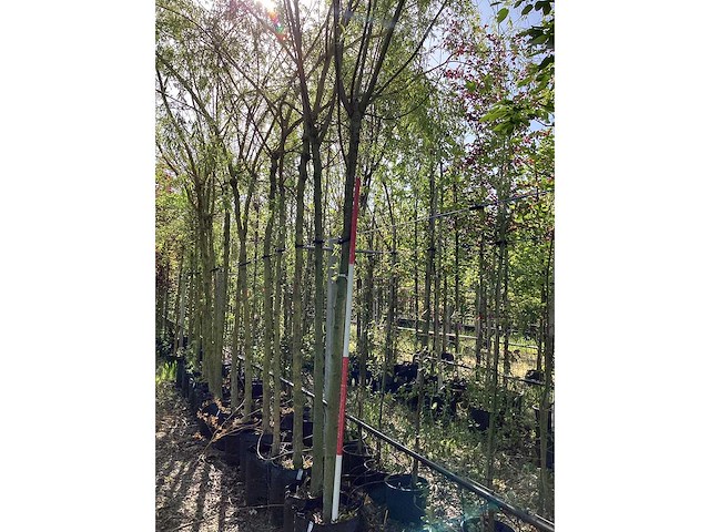 Knotwilg - knotboom - afbeelding 2 van  3