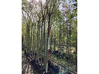 Knotwilg - knotboom - afbeelding 2 van  3