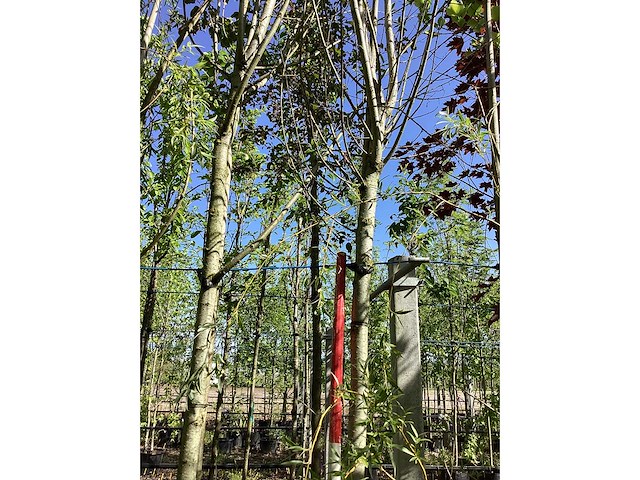 Knotwilg - knotboom - afbeelding 2 van  3
