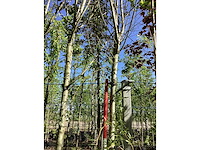 Knotwilg - knotboom - afbeelding 2 van  3