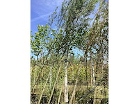 Knotwilg - knotboom - afbeelding 1 van  2