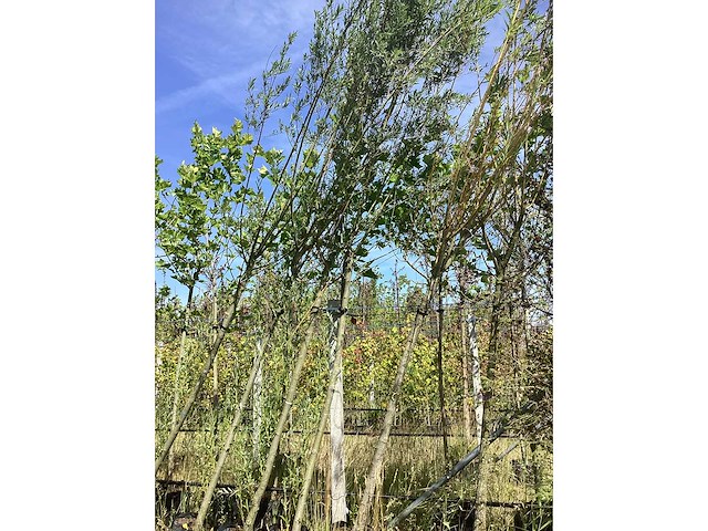 Knotwilg - knotboom - afbeelding 1 van  2
