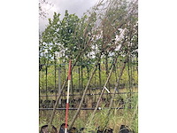 Knotwilg - knotboom - afbeelding 2 van  2
