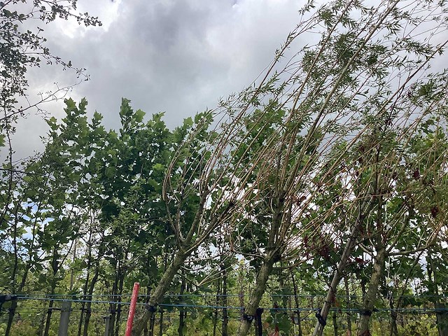 Knotwilg - knotboom - afbeelding 2 van  2