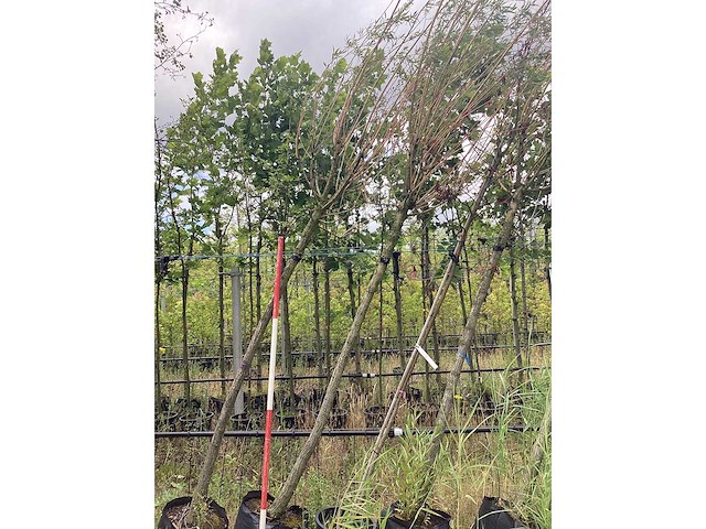 Knotwilg - knotboom - afbeelding 2 van  2