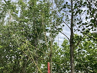 Knotwilg - knotboom - afbeelding 1 van  1