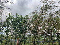 Knotwilg - knotboom - afbeelding 2 van  2