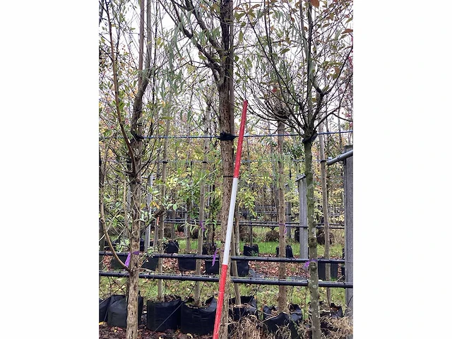 Knotwilg - knotboom - afbeelding 2 van  3