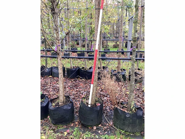 Knotwilg - knotboom - afbeelding 3 van  3