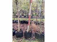 Knotwilg - knotboom - afbeelding 3 van  3