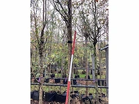 Knotwilg - knotboom - afbeelding 2 van  3