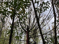 Knotwilg - knotboom