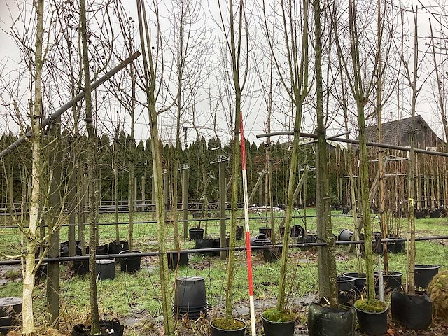 Knotwilg - laanbomen (2x) - afbeelding 1 van  3