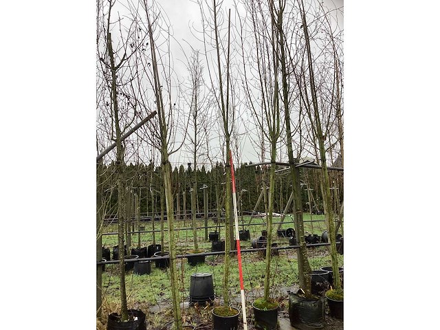 Knotwilg - laanbomen (2x) - afbeelding 2 van  3