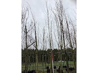 Knotwilg - laanbomen (2x) - afbeelding 3 van  3
