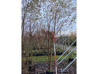 Knotwilg - laanboom (4x) - afbeelding 3 van  3