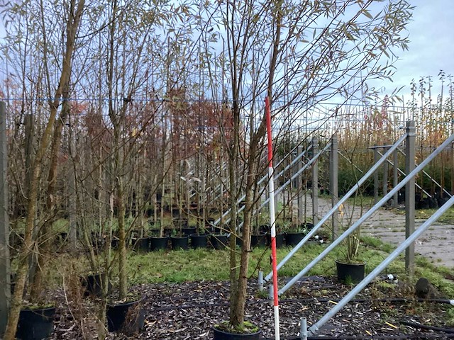 Knotwilg - parkboom (4x) - afbeelding 1 van  3