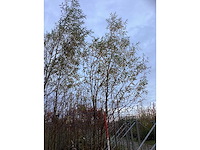 Knotwilg - parkboom (4x) - afbeelding 2 van  3