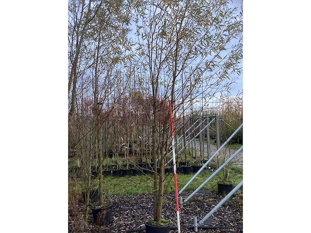 Knotwilg - parkboom (4x) - afbeelding 3 van  3