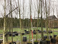 Knotwilg - sierbomen (2x) - afbeelding 1 van  3