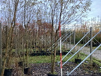 Knotwilg - sierboom (3x) - afbeelding 1 van  3