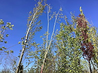 Knotwilg - topiary tree - afbeelding 1 van  1