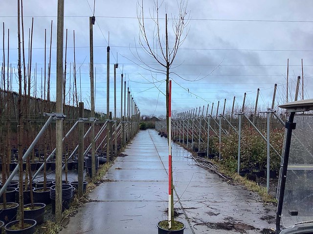 Knotwilg - vormbomen (2x) - afbeelding 1 van  3