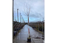 Knotwilg - vormbomen (2x) - afbeelding 2 van  3