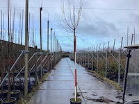 Knotwilg - vormbomen (3x) - afbeelding 1 van  3