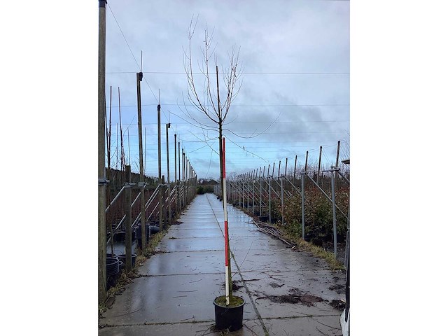 Knotwilg - vormbomen (3x) - afbeelding 2 van  3