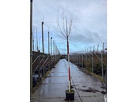 Knotwilg - vormbomen (5x) - afbeelding 2 van  3