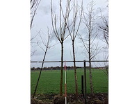 Knotwilg - vormbomen - afbeelding 2 van  2