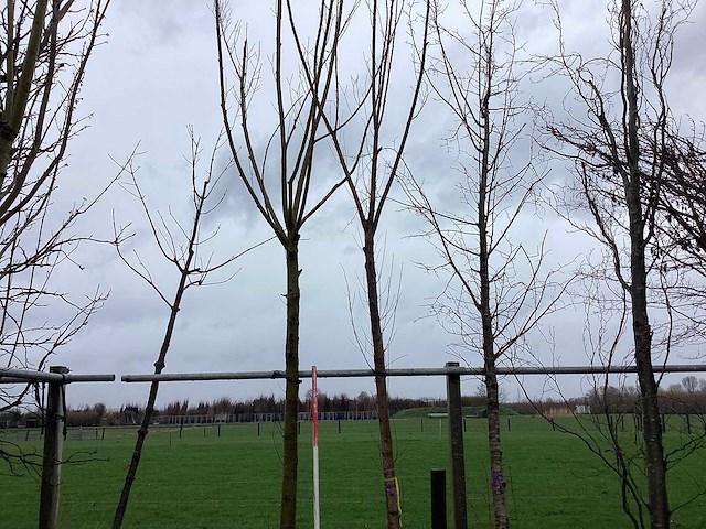 Knotwilg - vormboom (2x) - afbeelding 1 van  2