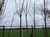 Knotwilg - vormboom (2x) - afbeelding 1 van  2