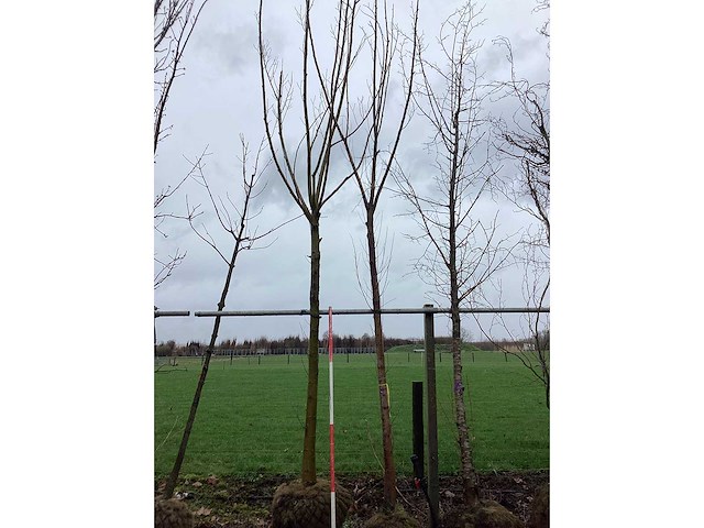 Knotwilg - vormboom (2x) - afbeelding 2 van  2