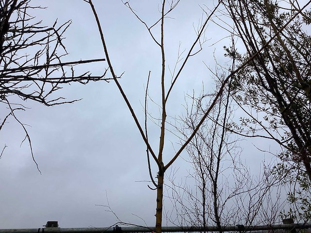 Knotwilg - vormboom - afbeelding 1 van  3